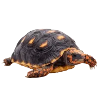 Imagem do assunto Jabuti no site Poytara